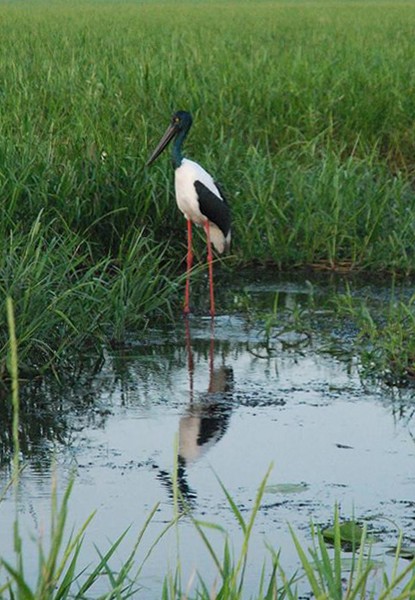 Jabiru