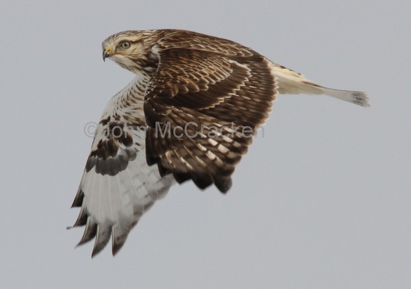 Rough Legg Hawk in Flight