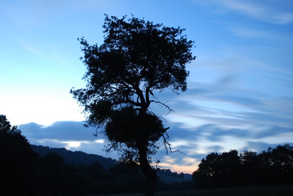 Welsh Tree