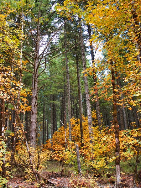 A Look Into The Forest