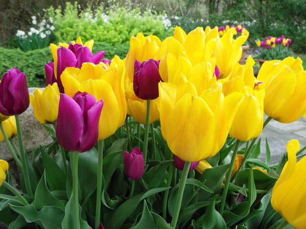 Purple and Yellow Flowers