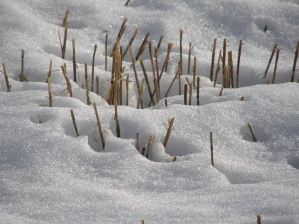 signs of Spring