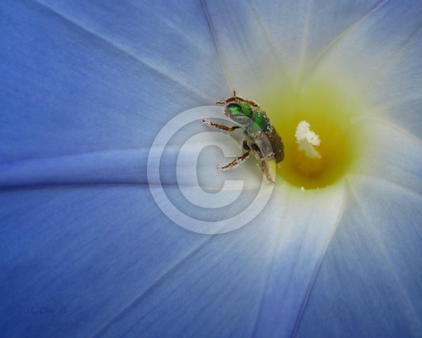 Morning Glory Visitor