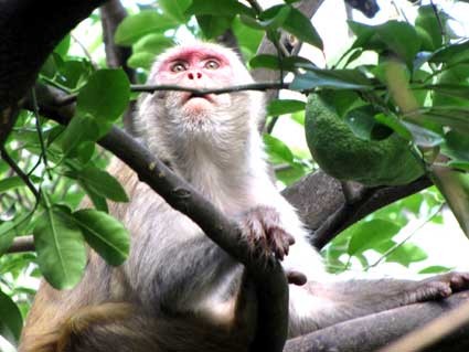 Monkey in Dharan