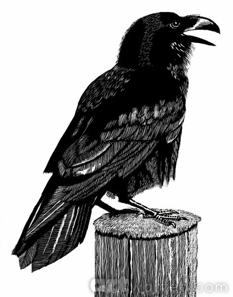 Raven -corvus corax canariensis