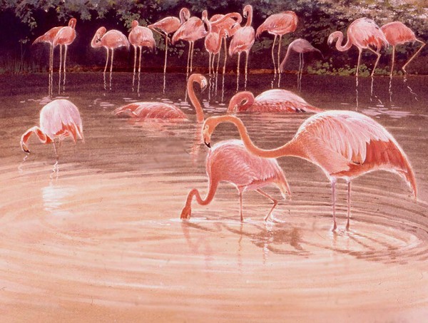 Rosy Flamingo