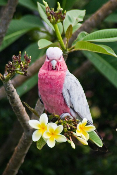 Galah