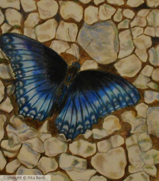 Butterfly - Blue Morpho