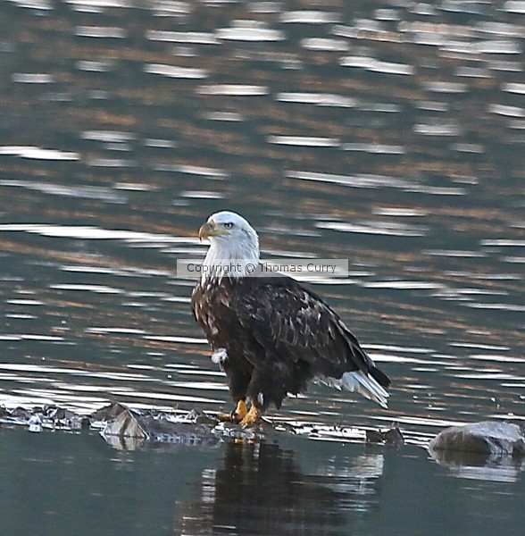 Bald Eagle