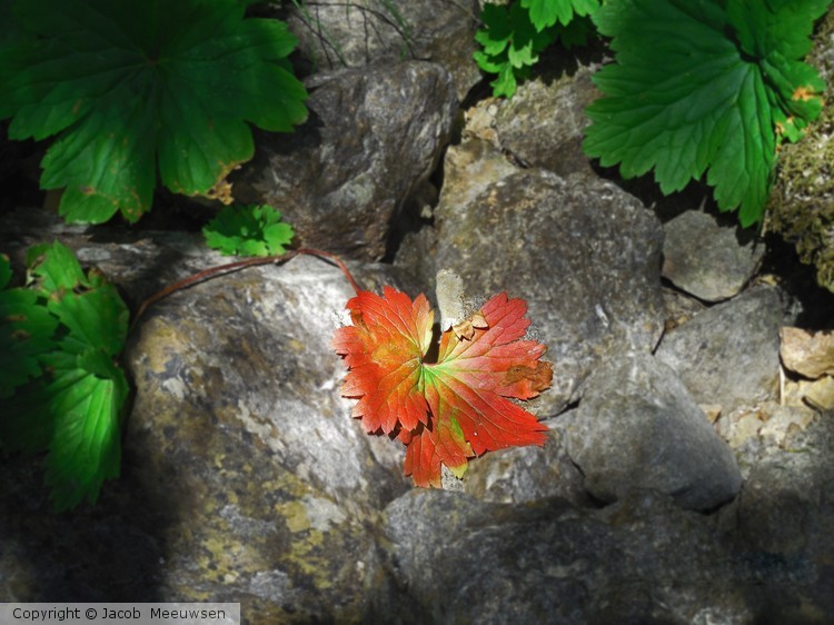 red leaf