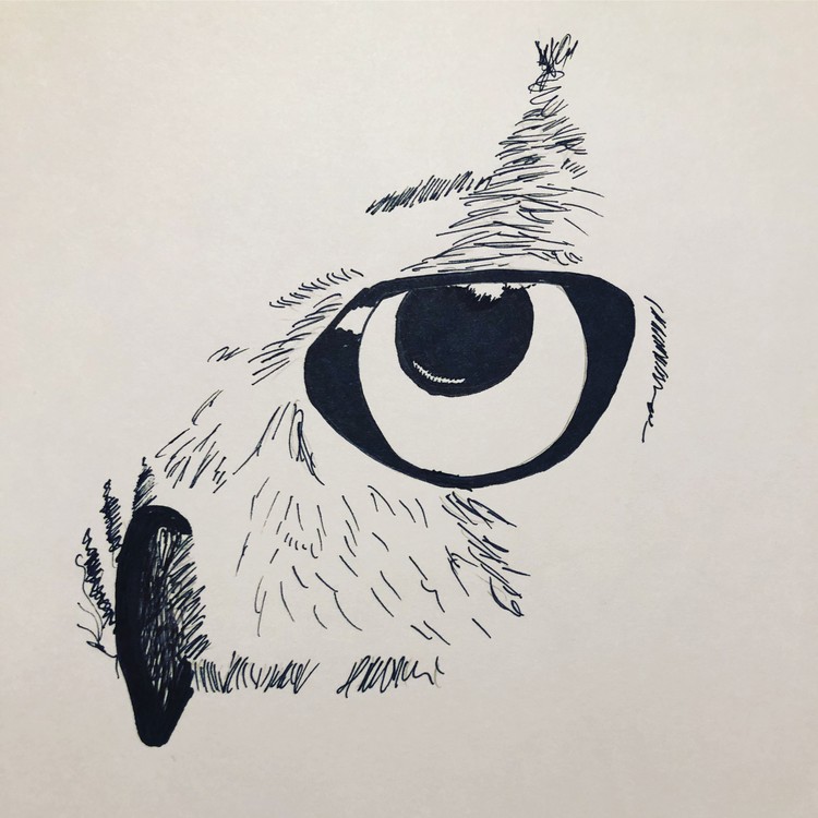 Owl sketch 