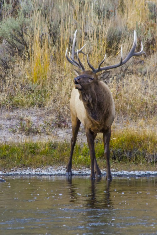 Yellowstone Elk Bugle