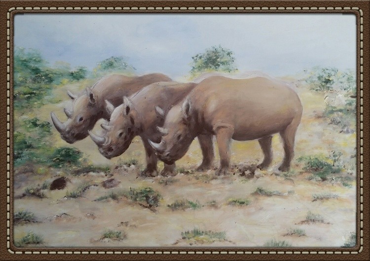 Three white rhino