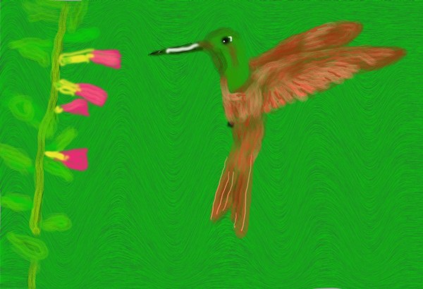 O316 Hummingbird