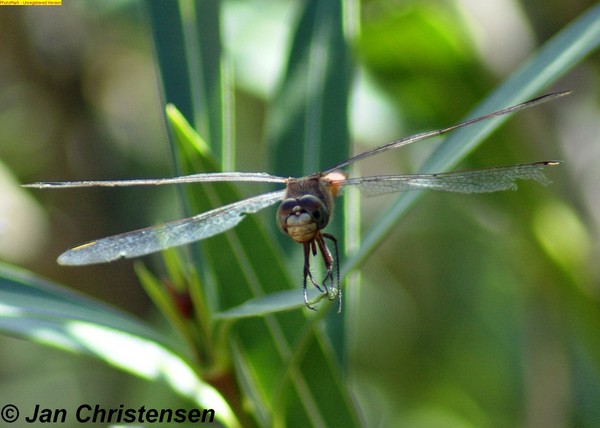 Dragonfly