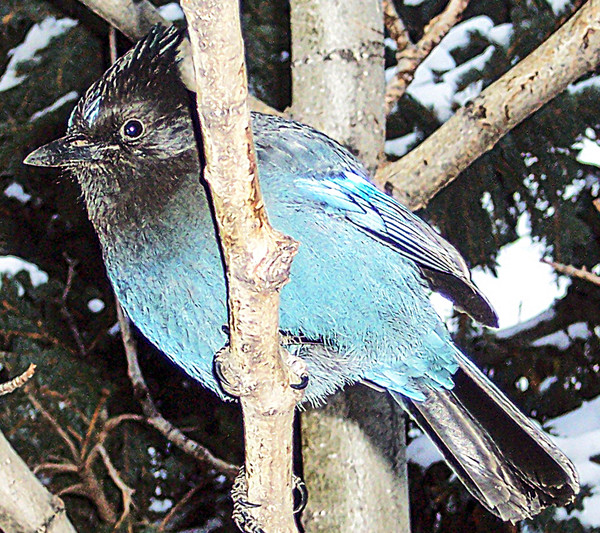 And a Blue Jay In a Birch Tree