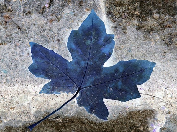 Blue Maple