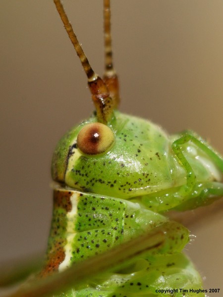 'Grasshopper'