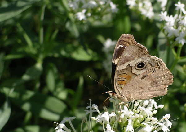 Calistoga butterfly