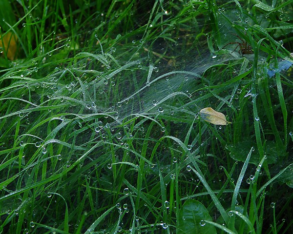 Grass web and spider