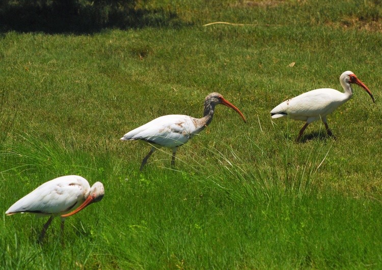 Three Ibis In Tall Grass