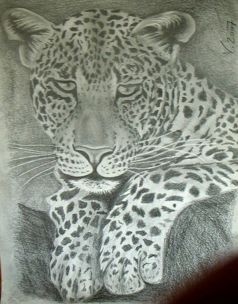 leopard