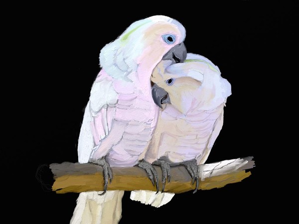 Cockatoo in Love Study