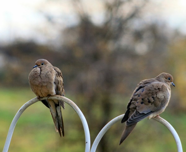 Pair of Doves 1