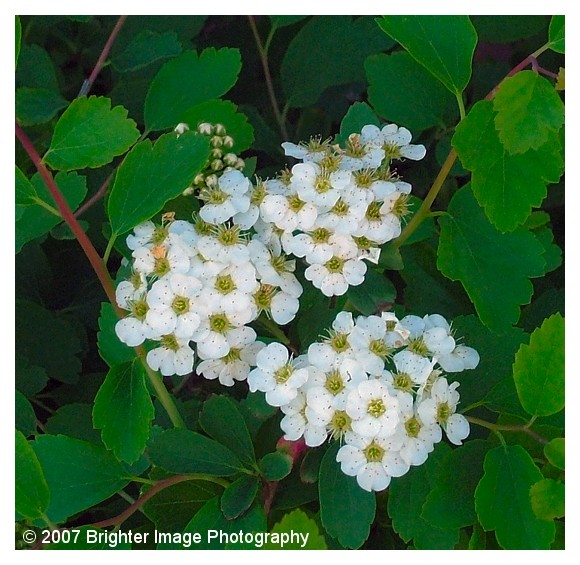 Bridal Wreath