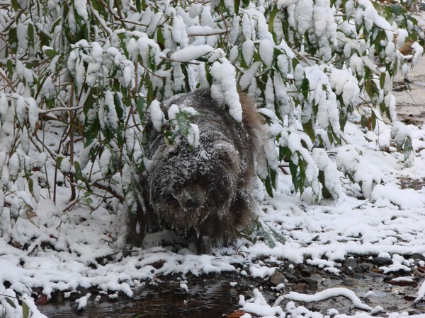 Snow Chow