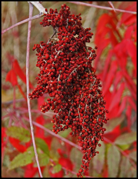 SUMAC BLOSSOM