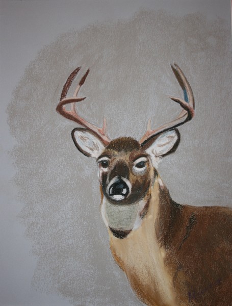 Portrait of a White Tail