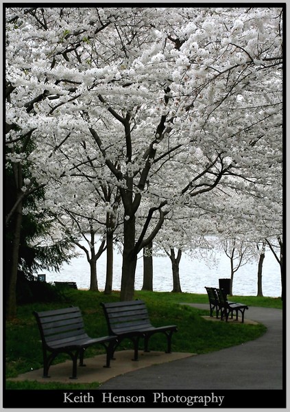 Cherry Blossoms,Washington DC