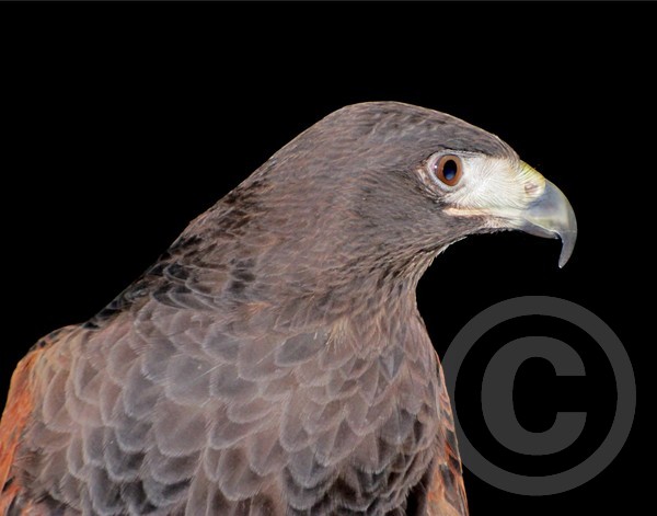 Harris Hawk profile