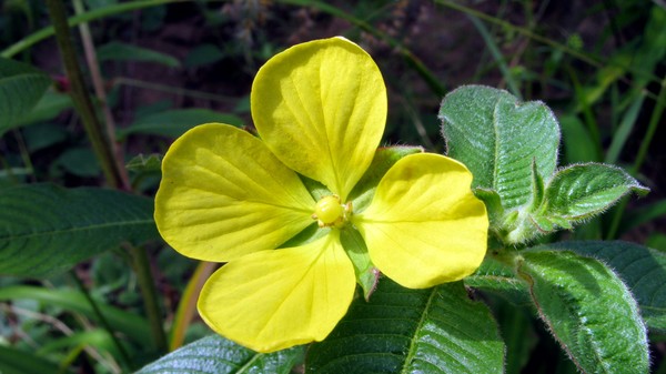 Yellowa Flower copy