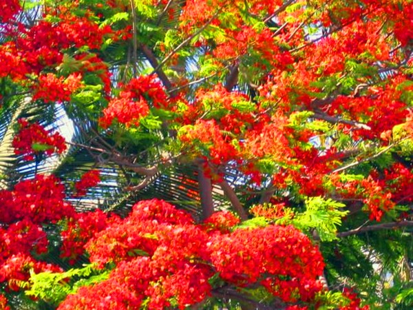 Flamboyant Tree