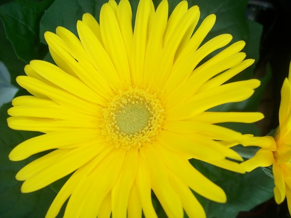 Yellow Gerbera Daisy