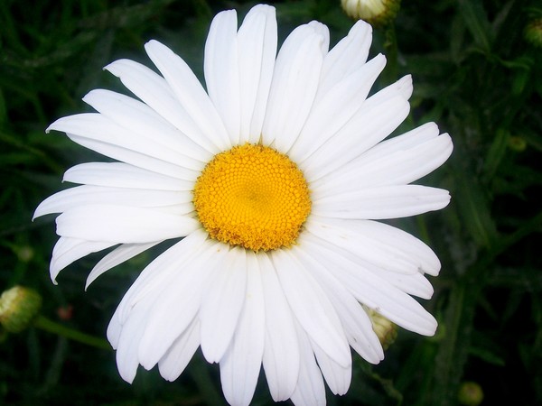 Daisy Flower