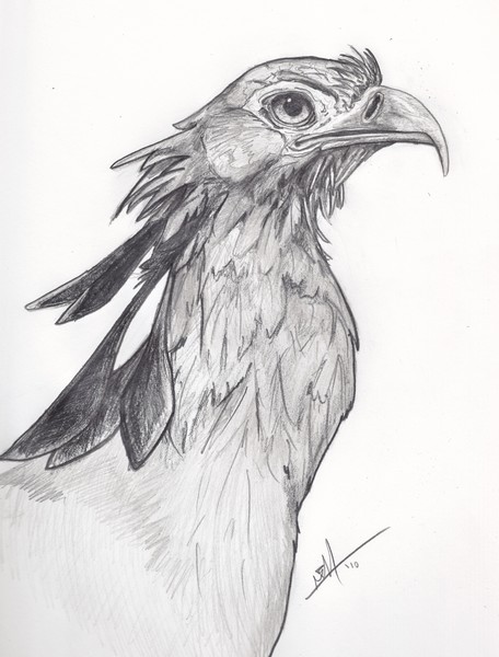 secretary bird drawing