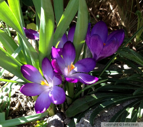 dark crocus