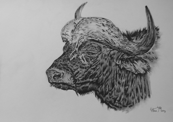 buffalo portrait