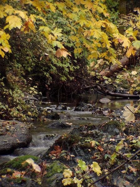 Mill Creek in the Autumn
