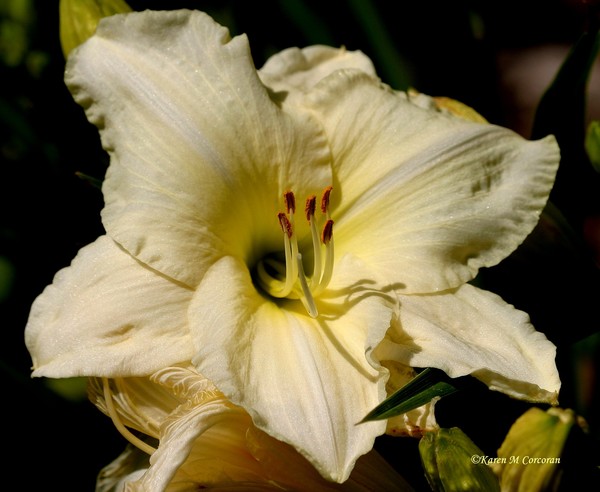 Pale Yellow