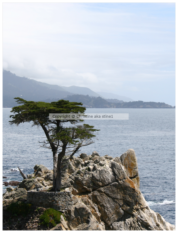 Majestic Lone Pine: Iconic Beauty of California