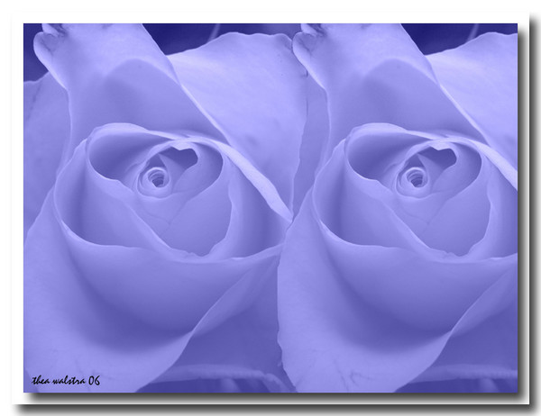 Blue twin roses