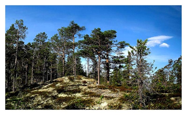 Norwegian forest