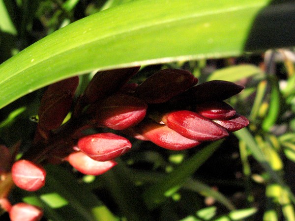 Red Buds