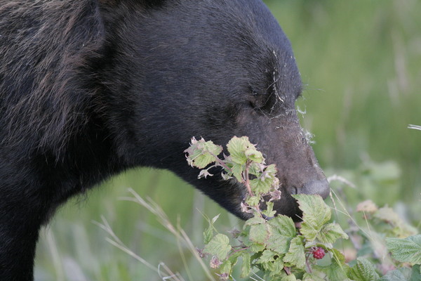 Bear eating Raspberries