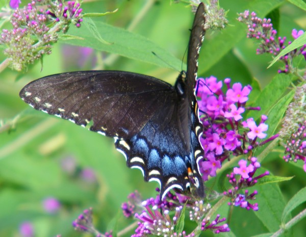 Black Swallowtail