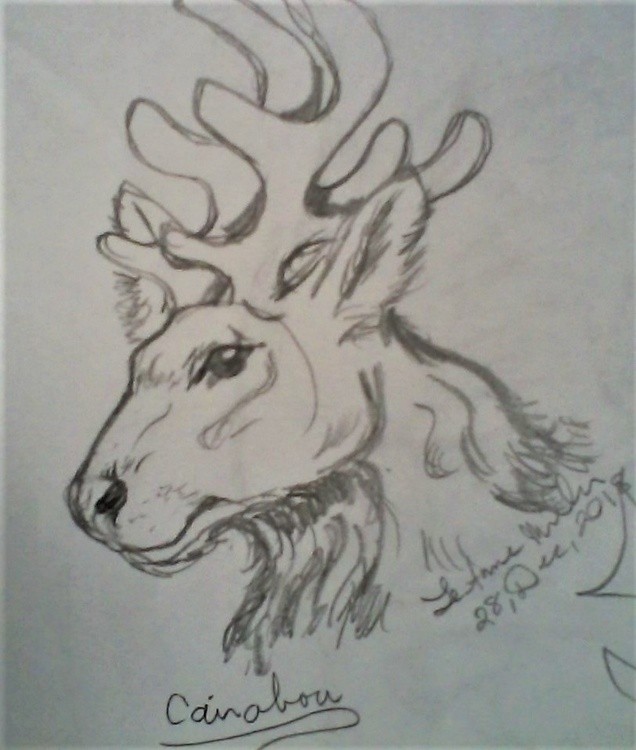 Reindeer head sketch